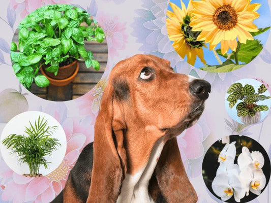 PLANT TOXICITY FOR ANIMALS