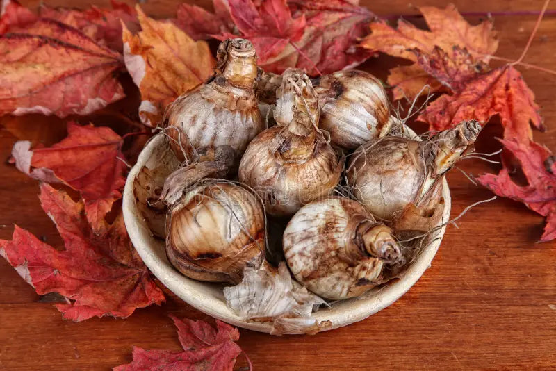 Cheat sheet on Planning Fall Bulbs