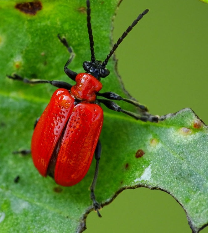 HELP! RED BEETLES ARE EATING MY LILLIES!