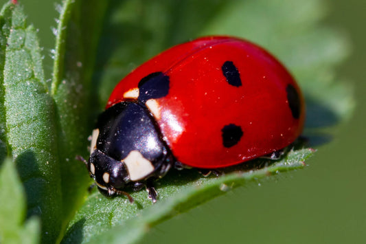 LADYBUGS: THE GUARDIANS OF THE GARDEN