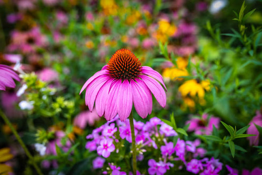 What Is The 70/30 Rule of Gardening?