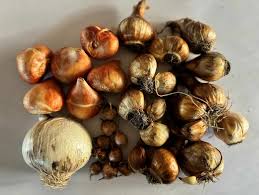 Planting Bulbs and Garlic: Get Your Garden Ready for Spring