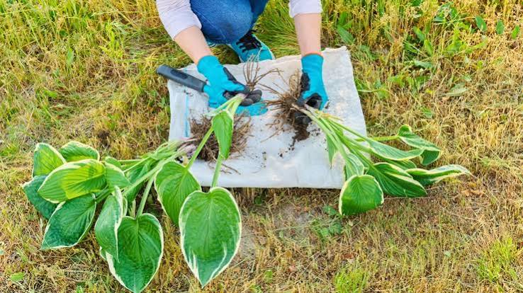 How to Divide and Transplant Perennials