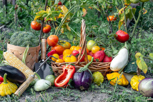 Planning Your Fall Vegetable Garden