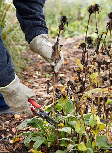 Fall Garden Clean Up: What to Remove and What to Leave Behind