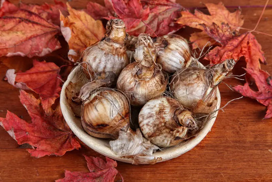 Cheat sheet on Planning Fall Bulbs