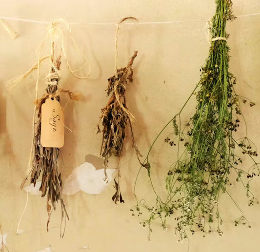 Herb Drying: Harvesting, Drying, and Storing Your Own Homegrown Herbs