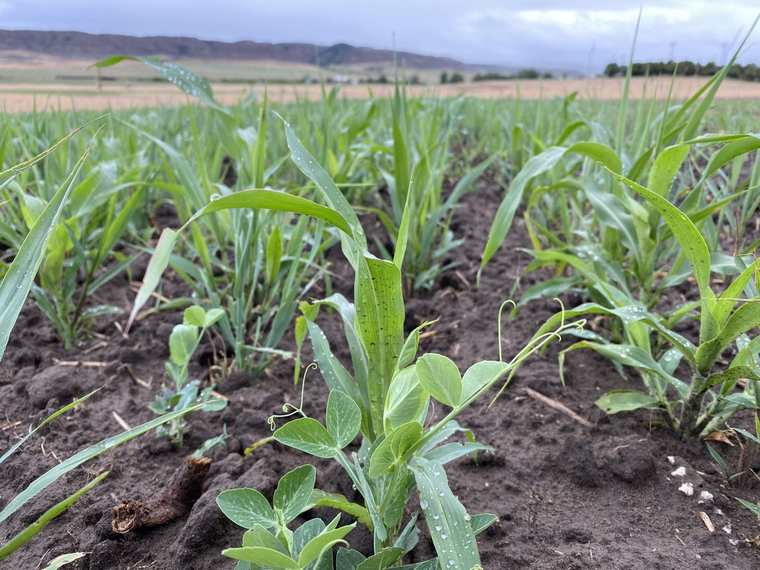 The Importance of Planting Cover Crops in Your Garden