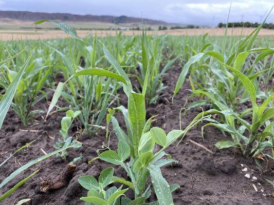 The Importance of Planting Cover Crops in Your Garden