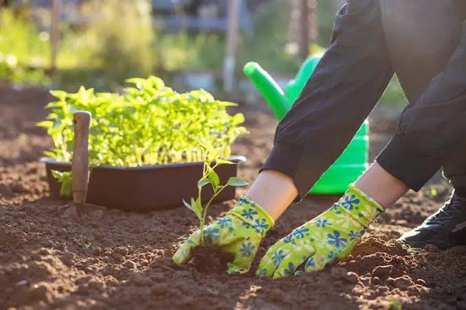 Is It Too Late to Start My Garden in July?