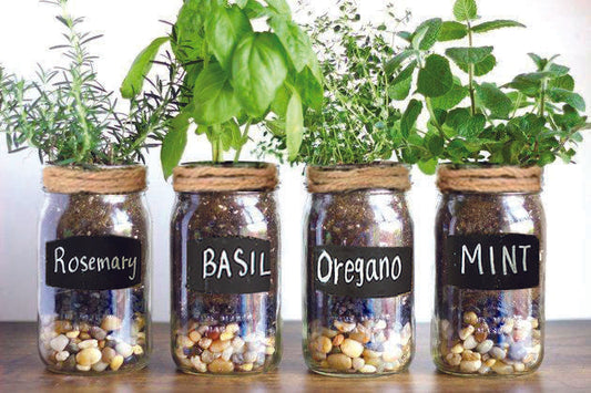 How to Make a Thrifty Mason Jar Herb Garden
