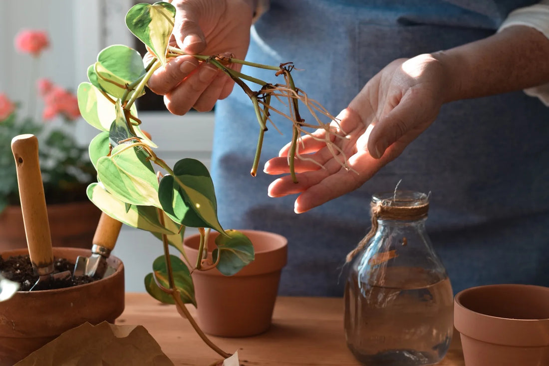 How to Propagate Plants from Cuttings: Grow More for Free