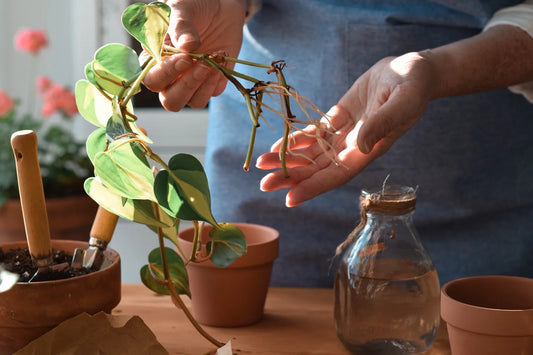 How to Propagate Plants from Cuttings: Grow More for Free