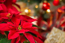 Care of Christmas Poinsettias