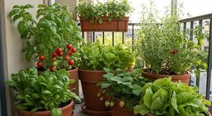 Porch Gardening: How to Grow Big in Small Spaces