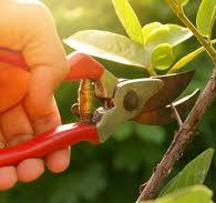 Pruning: What You Need to Know for Healthier, Stronger Plants