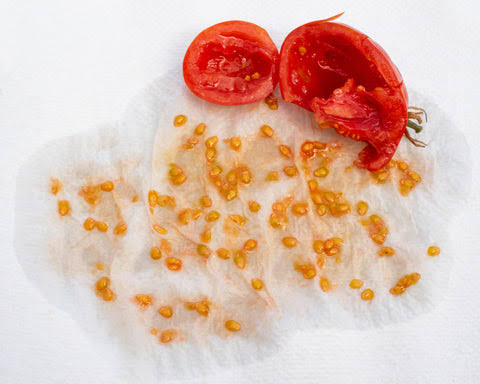 Collecting, Saving and Organizing Seeds from Your Harvest for Future Use