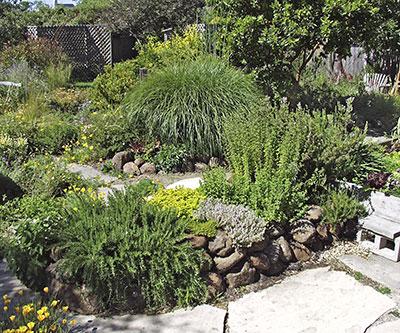 Drought Tolerant Plants for California