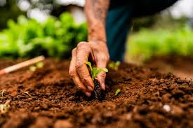 Planting Summer Crops: A Guide to Growing a Productive Warm-Season Garden