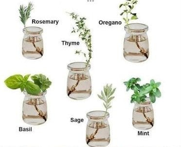 Herbs You Can Grow in Water Without Dirt