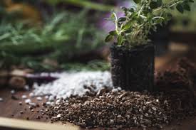 Diatomaceous Earth: A Natural Garden Ally You Should Consider