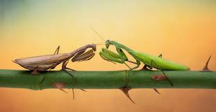 The Benefits of Praying Mantises in Your Garden (But Beware the Chinese Mantis)