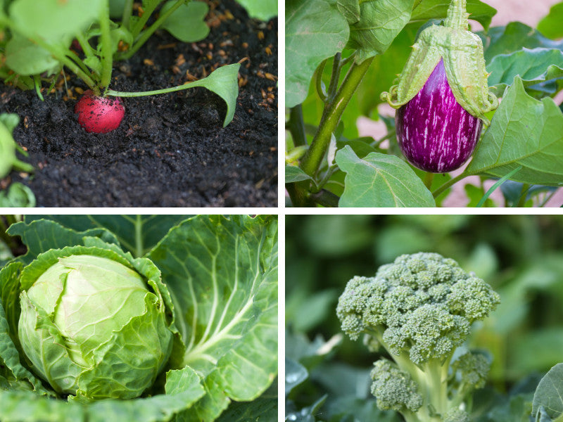 10 Vegetables You Can Still Plant in September