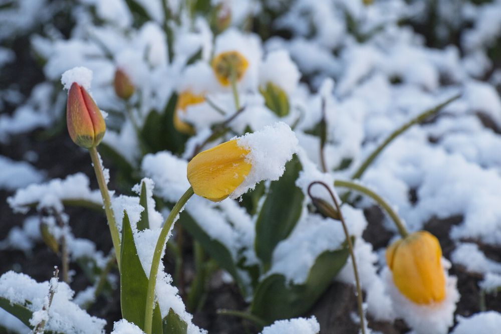 Winterizing Your Garden: Preparing for the Cold Months