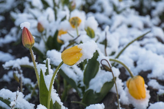 Winterizing Your Garden: Preparing for the Cold Months